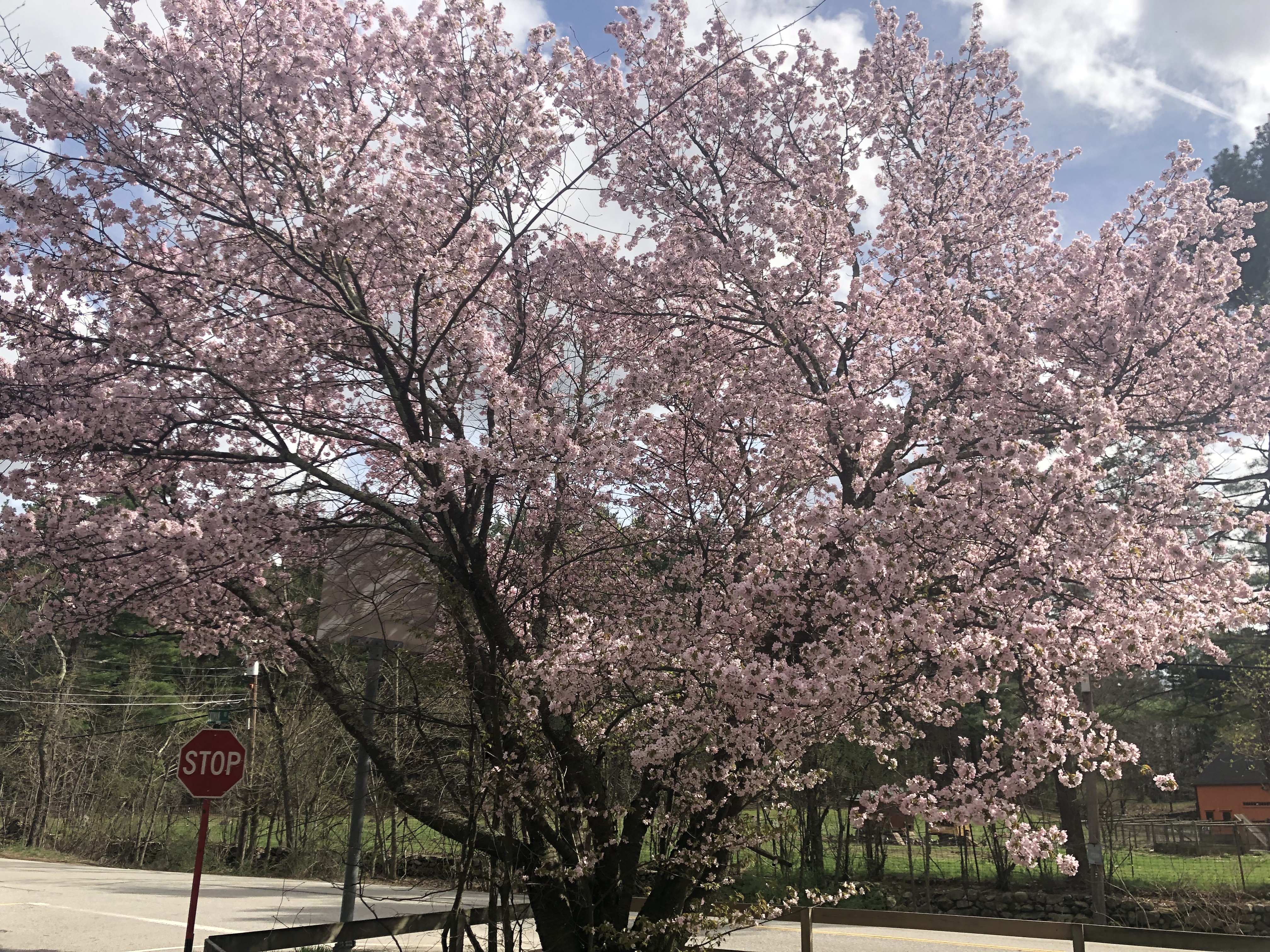 tree with pink blossoms