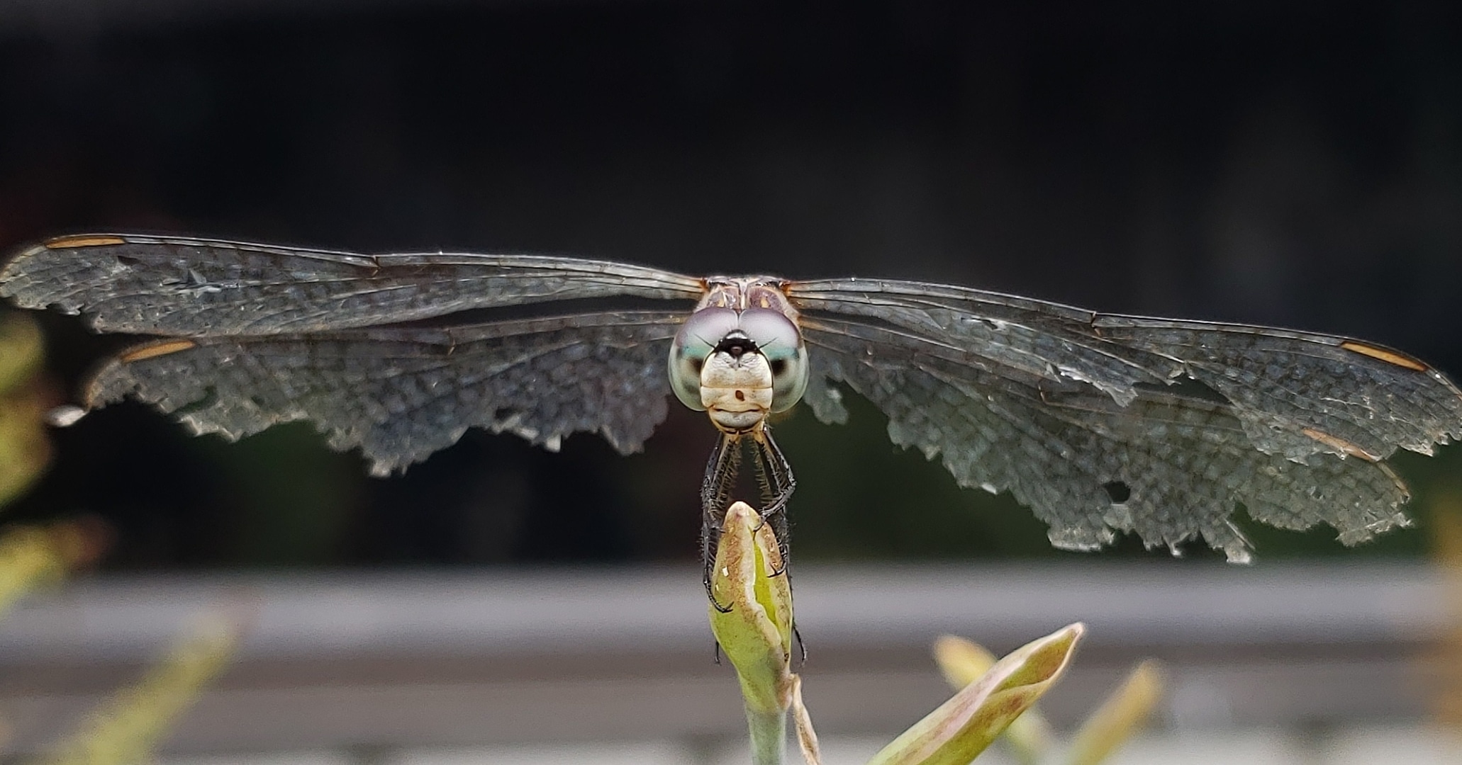 dragonfly