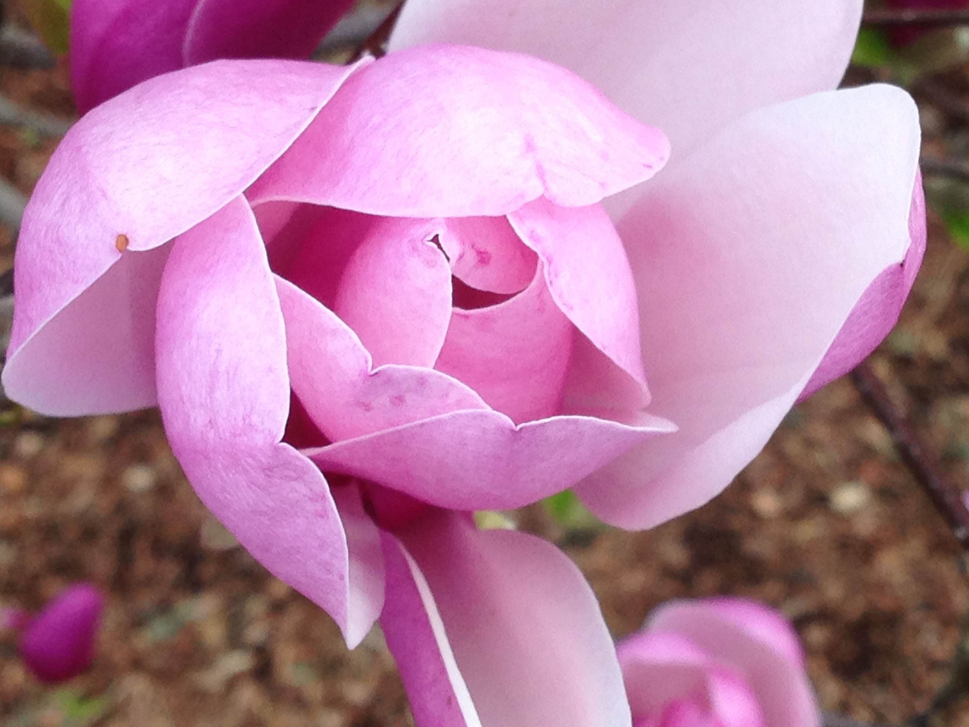pink flower