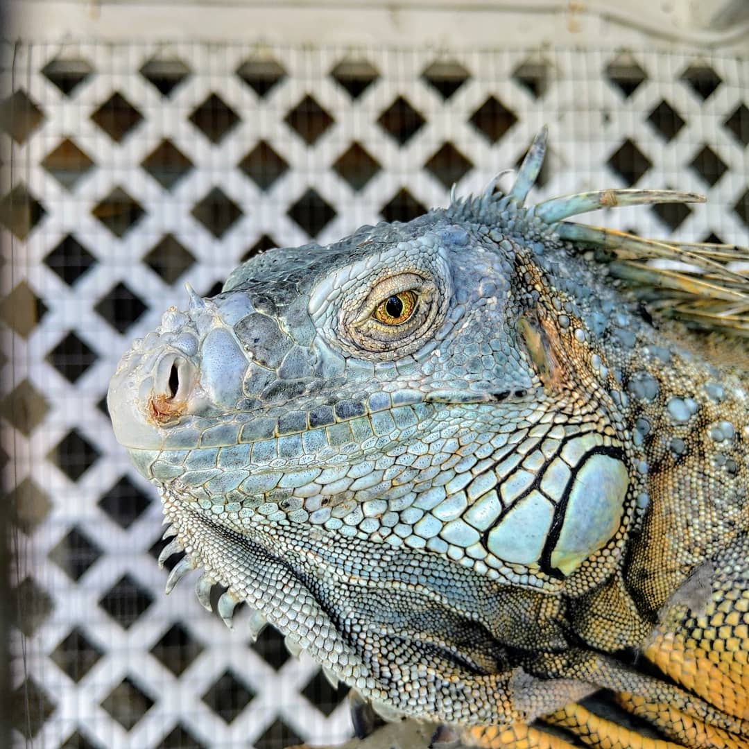 lizard head