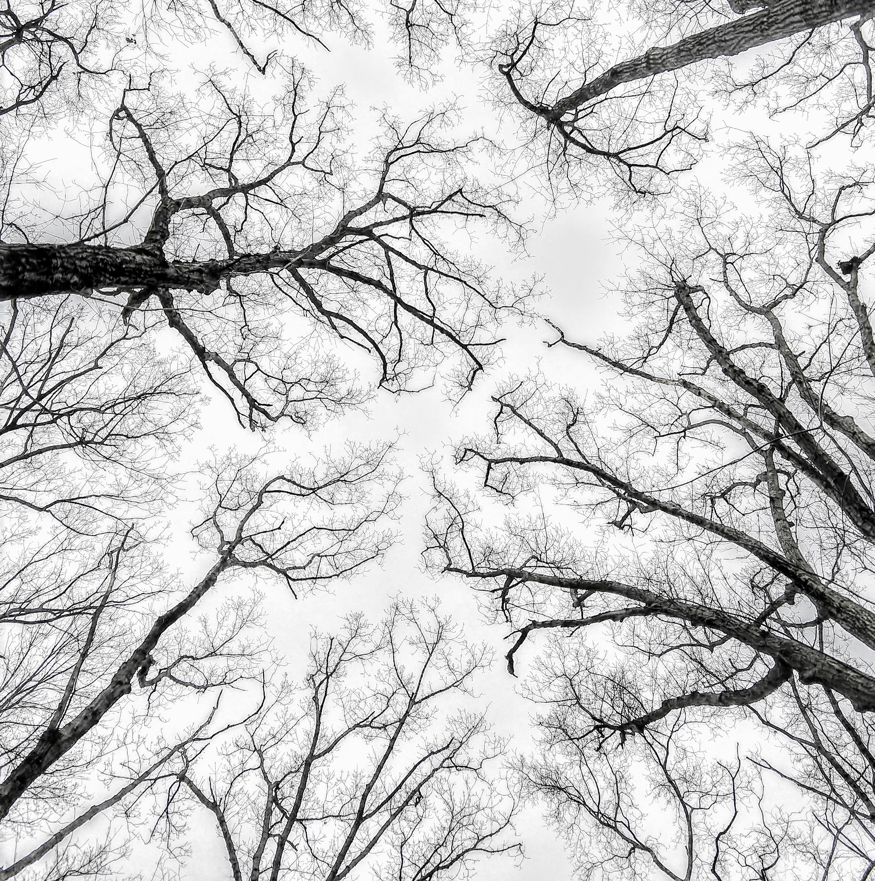 view of trees from below