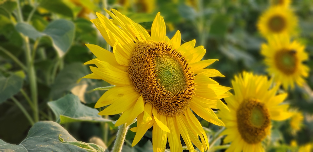 sunflower